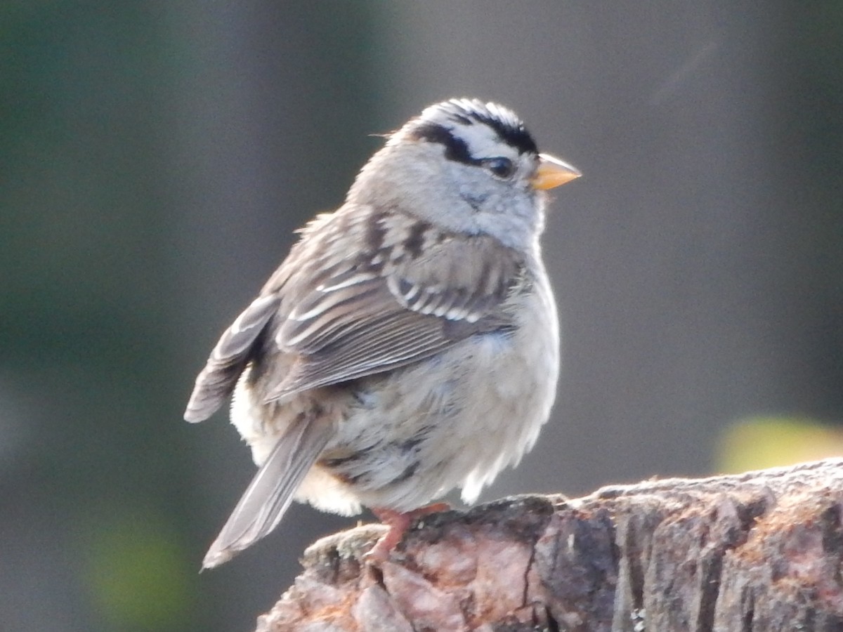 White-crowned Sparrow - ML621157499