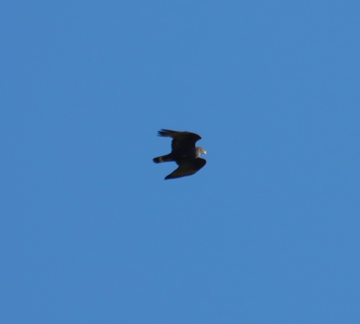 Zone-tailed Hawk - ML621157500