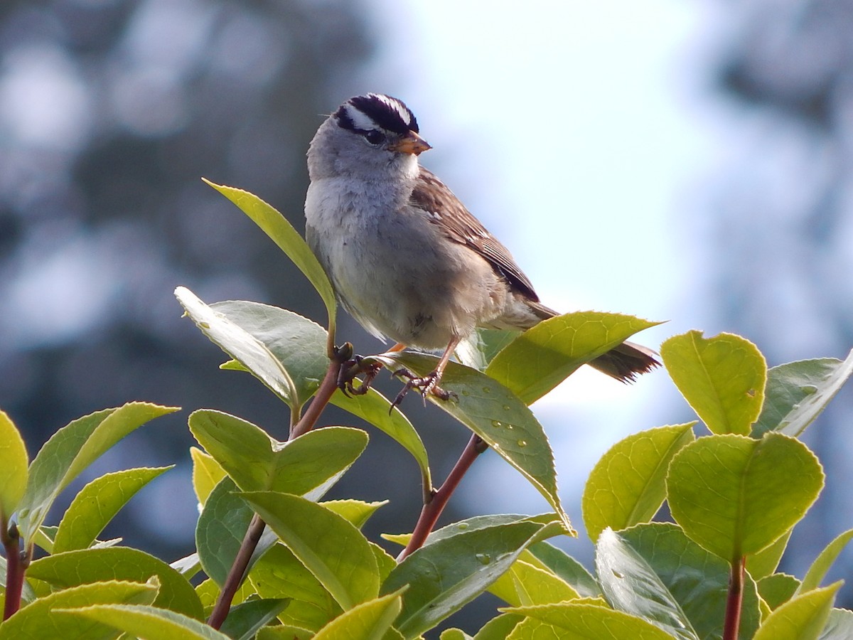 White-crowned Sparrow - ML621157503