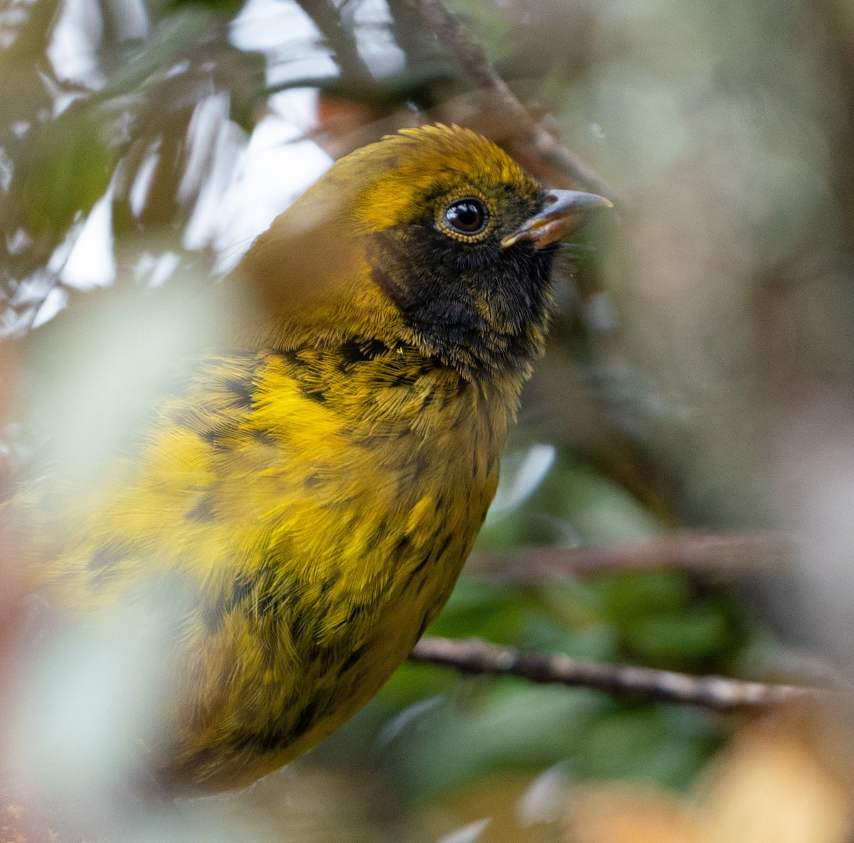 Masked Mountain Tanager - ML621157534