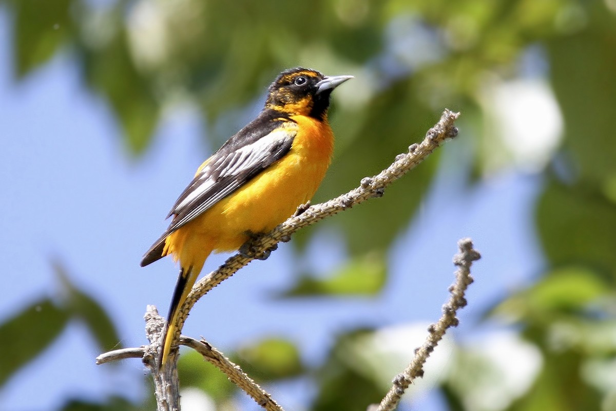 Bullock's x Baltimore Oriole (hybrid) - ML621157535