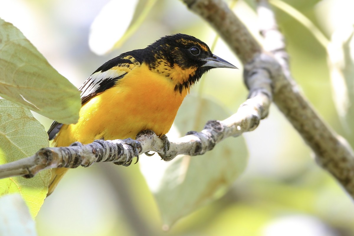 Bullock's x Baltimore Oriole (hybrid) - ML621157536