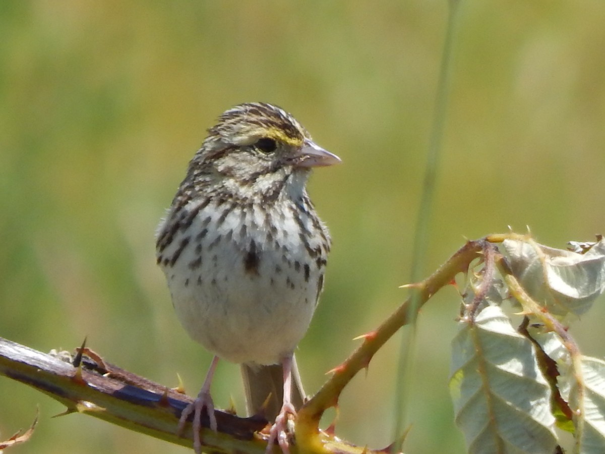 Savannah Sparrow - ML621157550