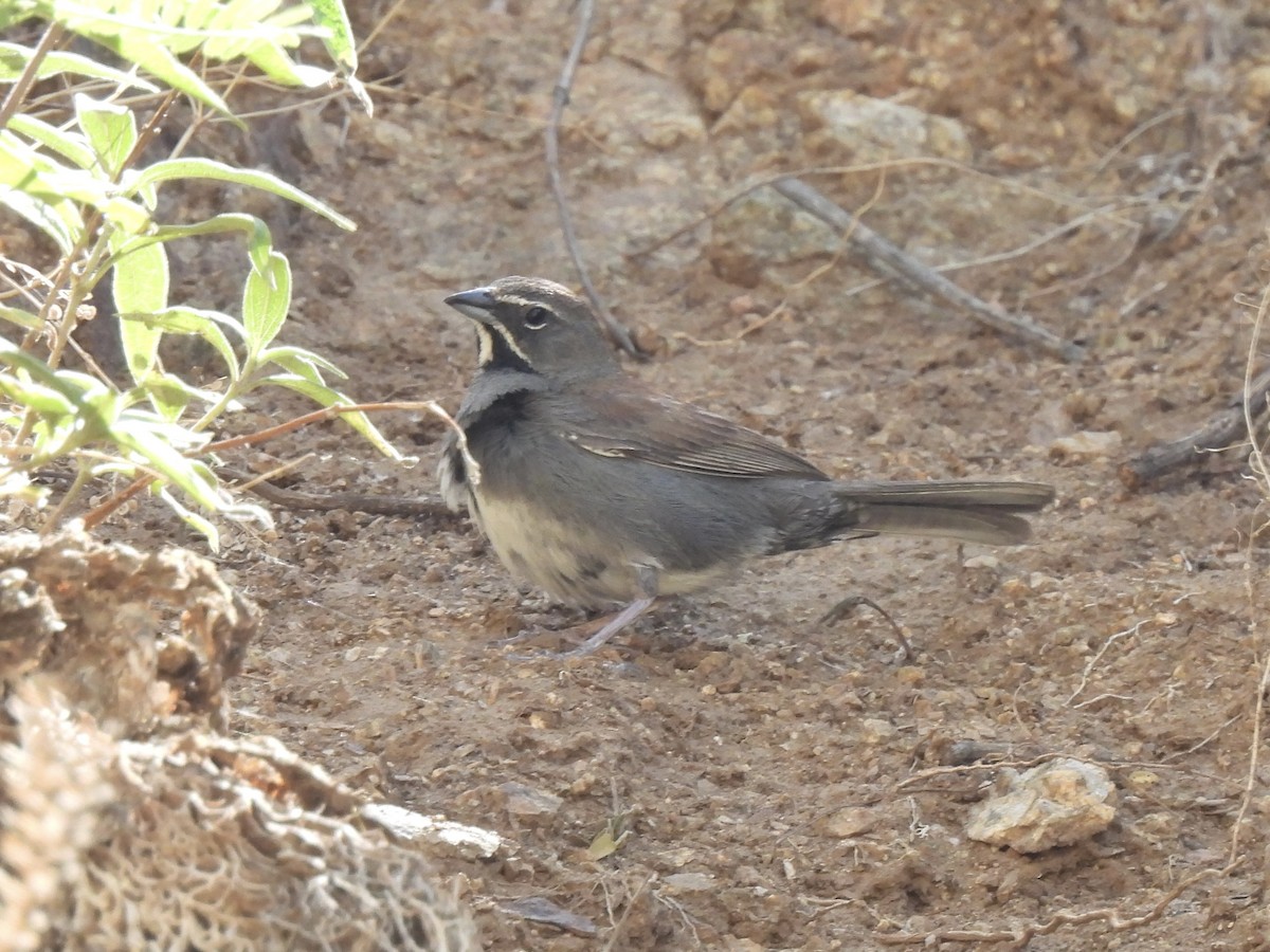 Five-striped Sparrow - ML621157566