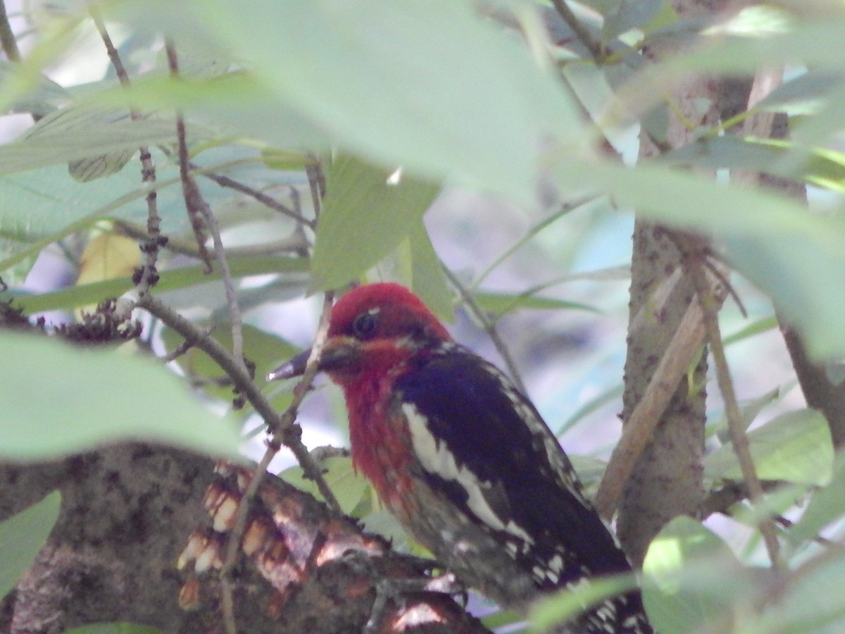 Red-breasted Sapsucker - ML621157570