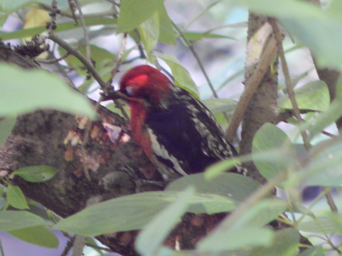 Red-breasted Sapsucker - ML621157574