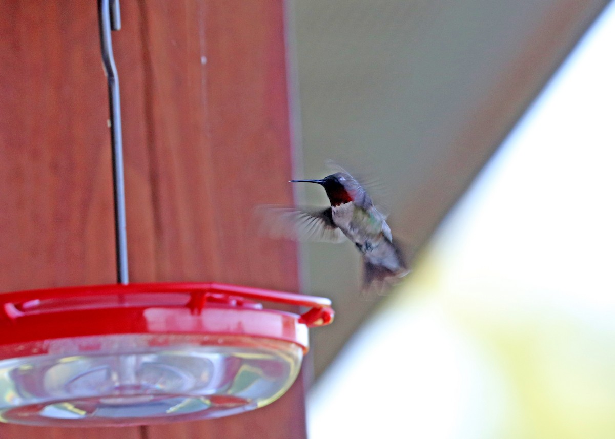 Ruby-throated Hummingbird - ML621157576