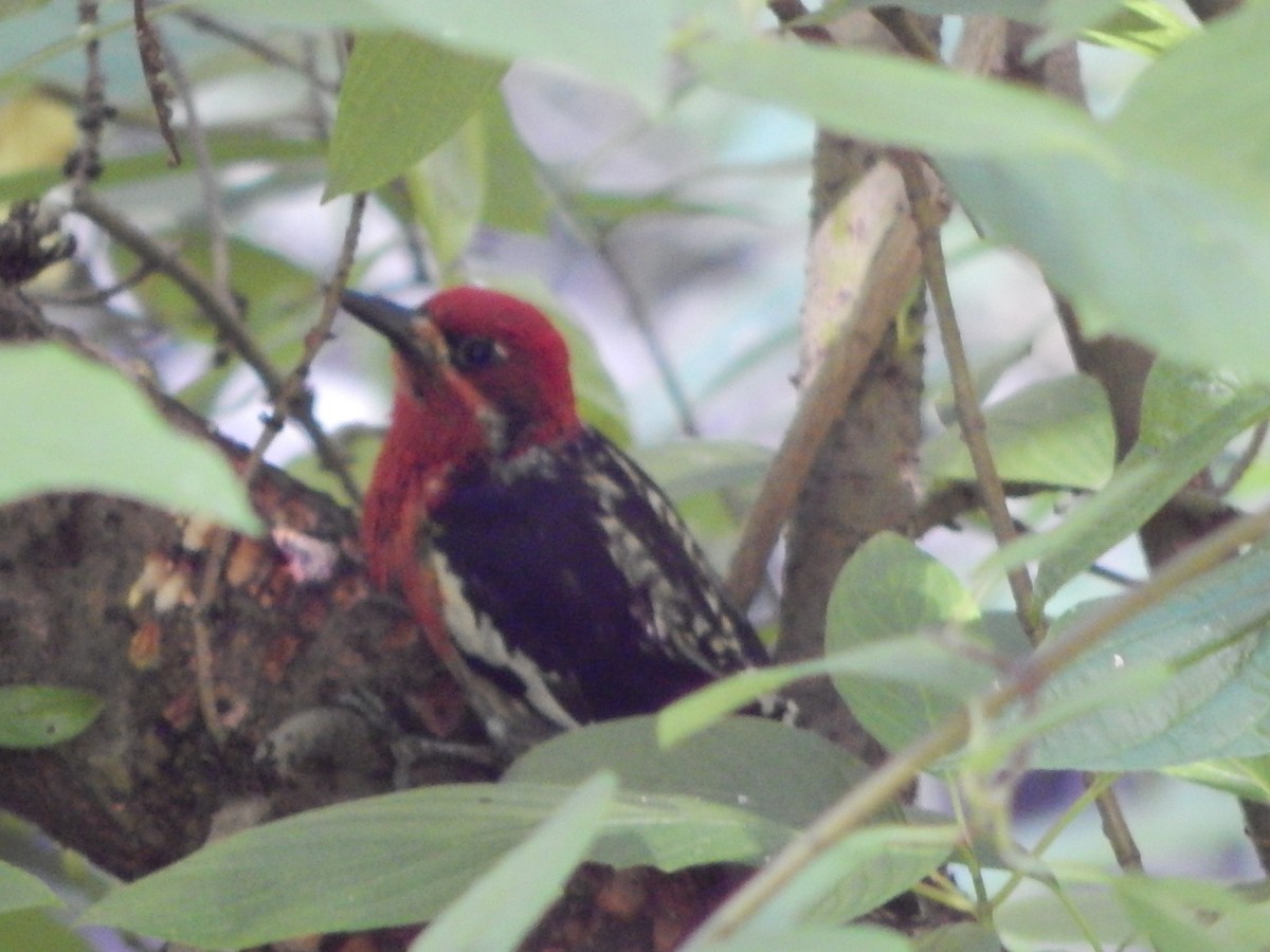Red-breasted Sapsucker - ML621157578