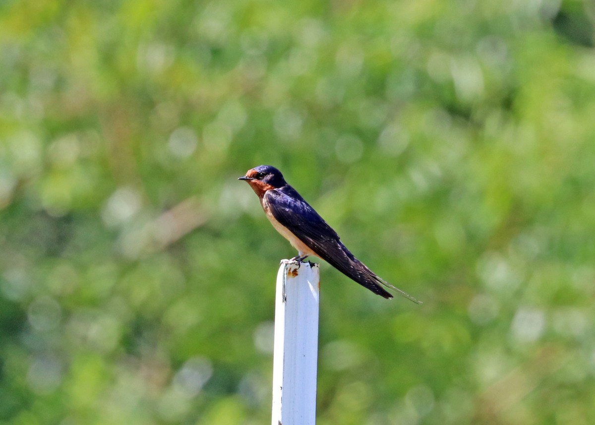 Barn Swallow (American) - ML621157579