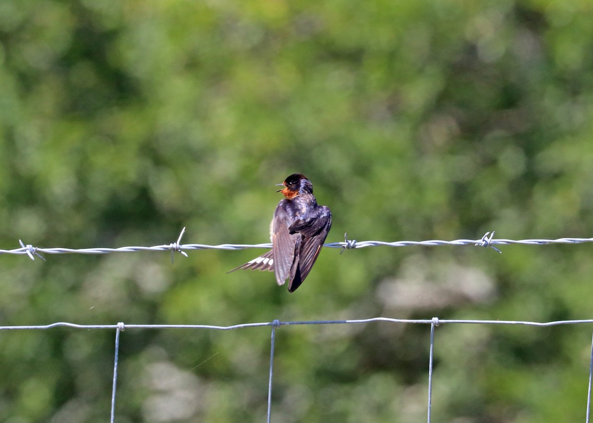 Barn Swallow (American) - ML621157580