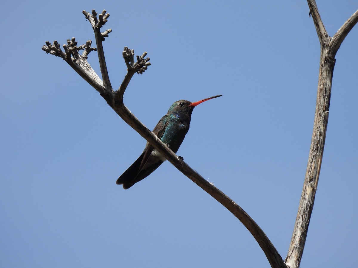 Broad-billed Hummingbird - ML621157588