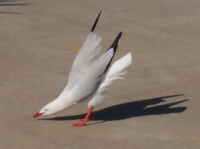 Австралийская чайка - ML621157613