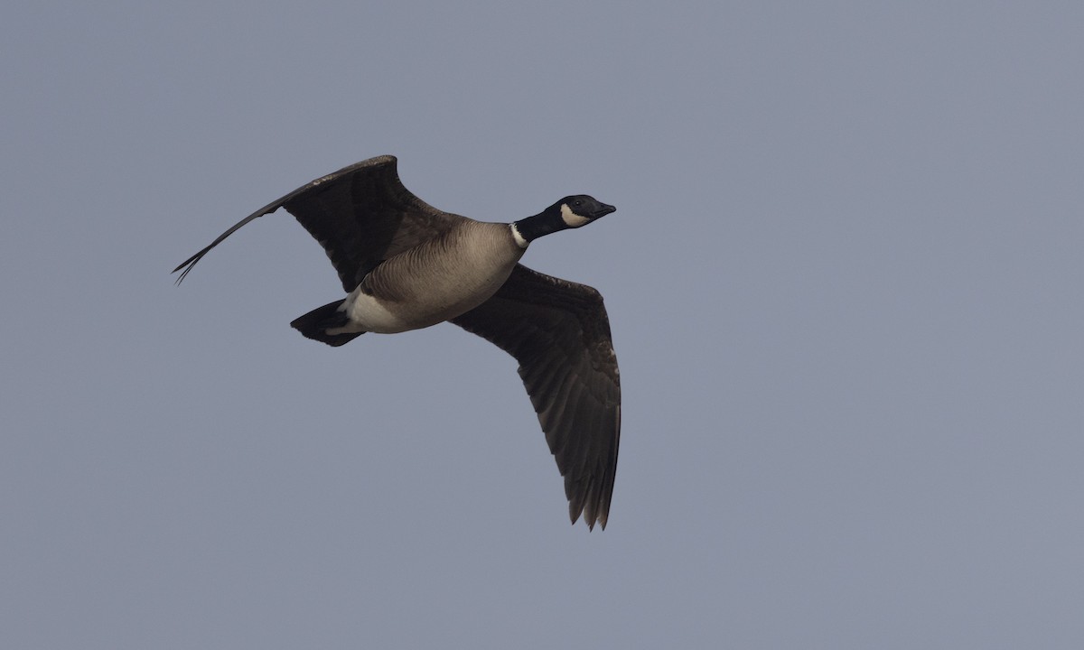 Cackling Goose (Aleutian) - ML621157617