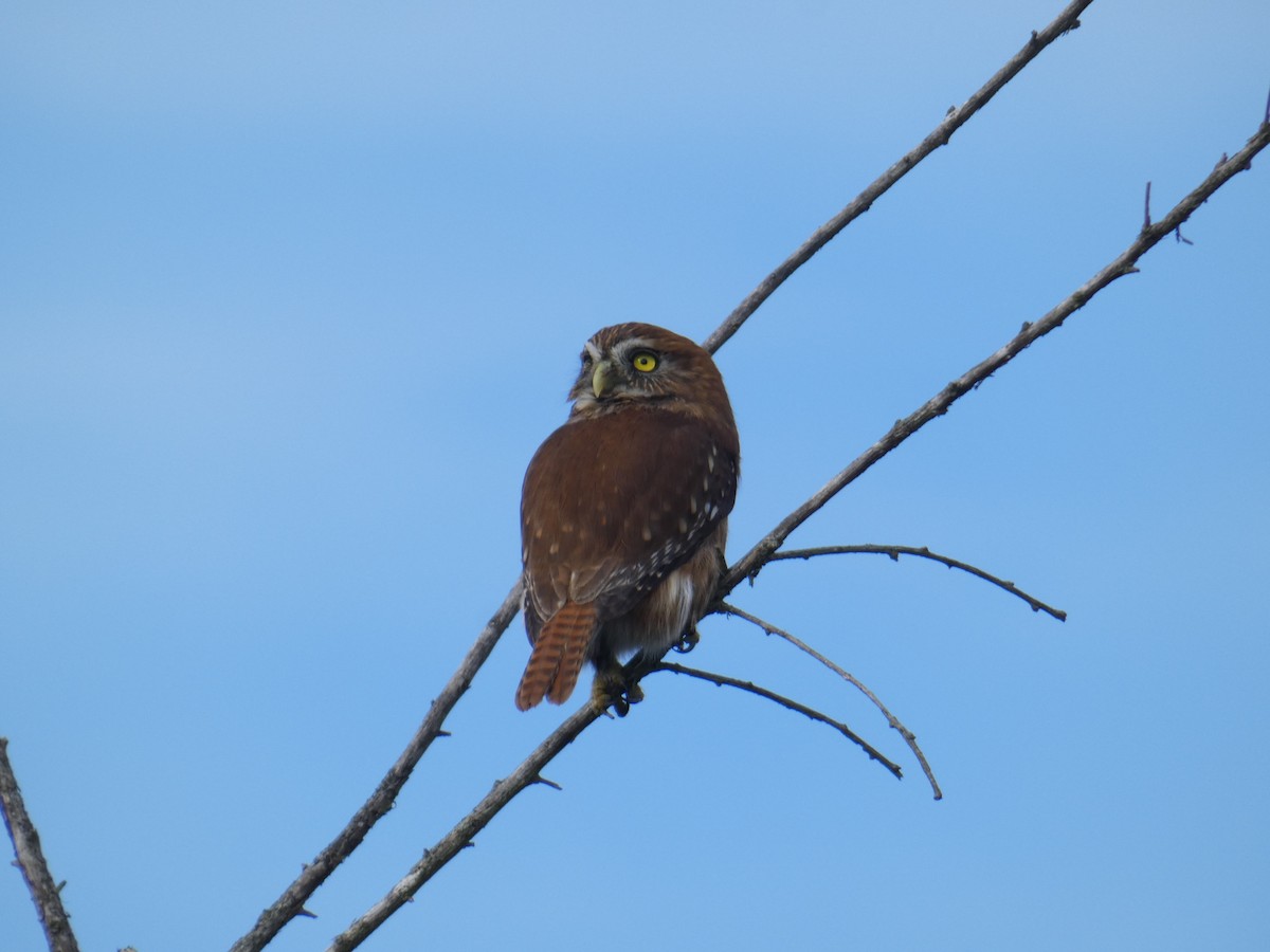 Austral Pygmy-Owl - ML621157619