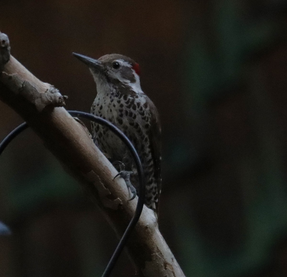 Arizona Woodpecker - ML621157669