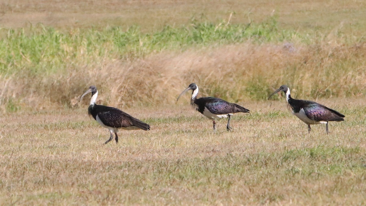 ibis slámokrký - ML621157670