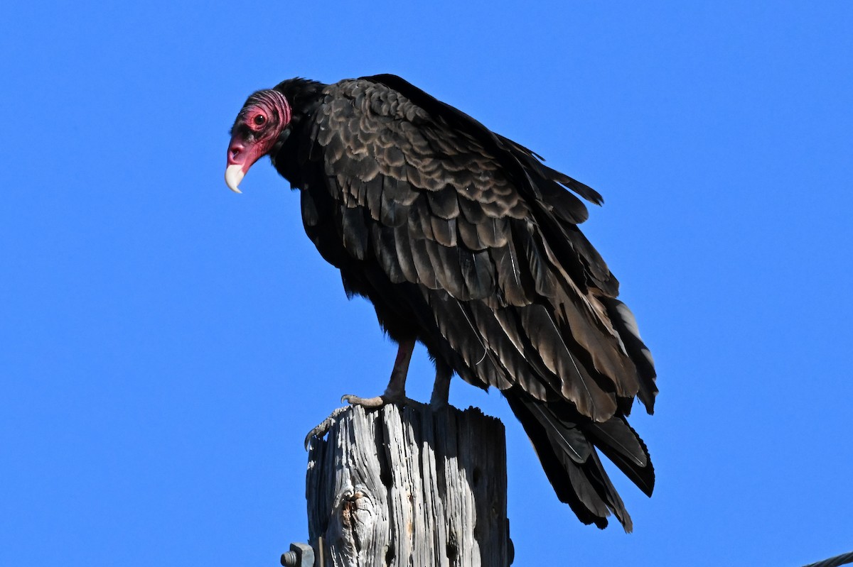 Turkey Vulture - ML621157673