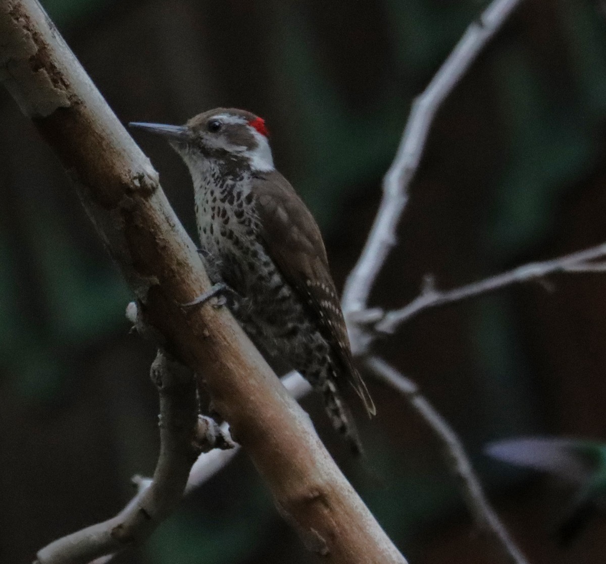 Arizona Woodpecker - ML621157677