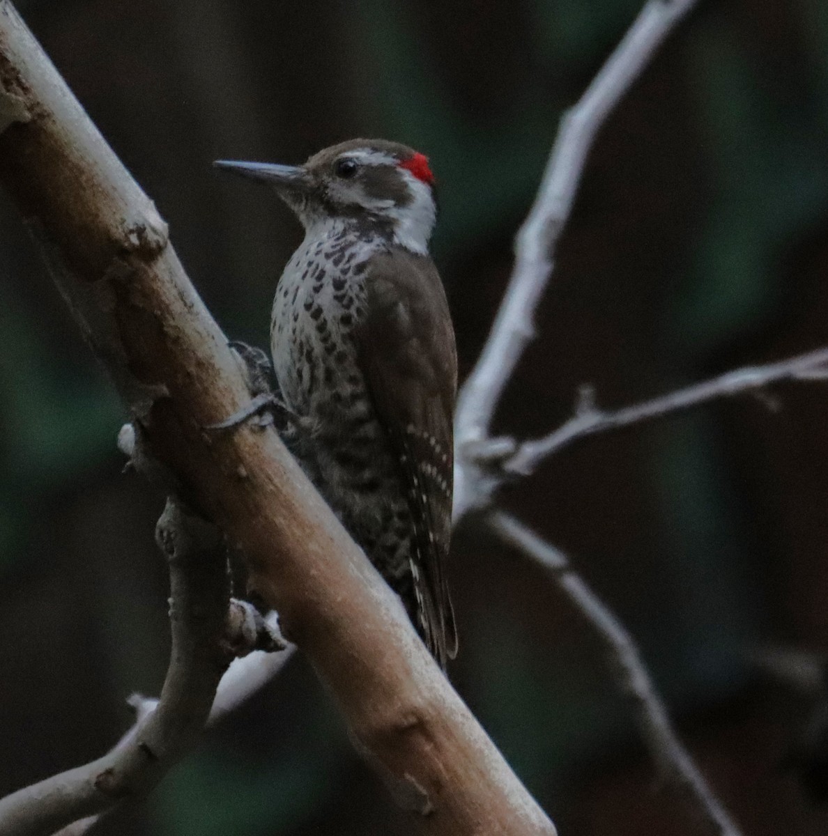 Arizona Woodpecker - ML621157687