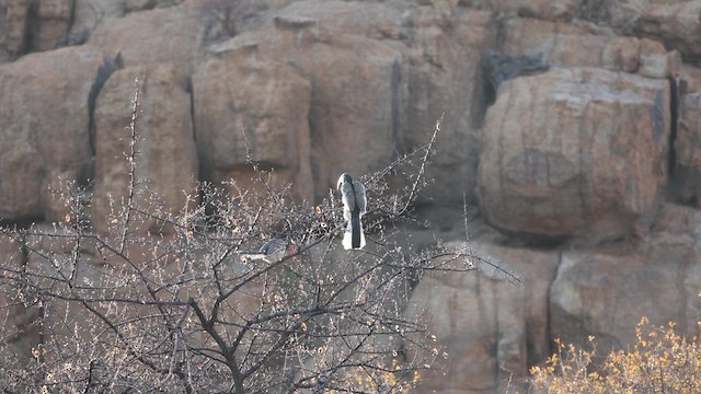 Monteiro's Hornbill - ML621157691