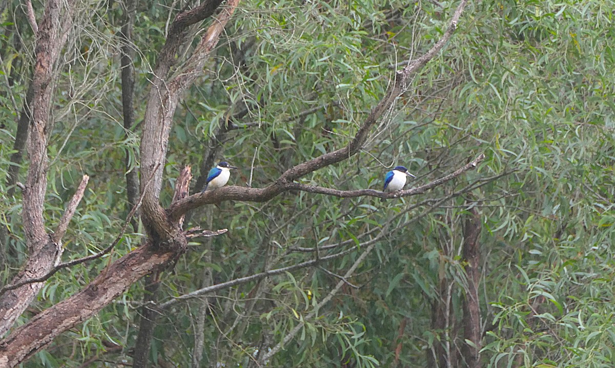 Forest Kingfisher - ML621157704