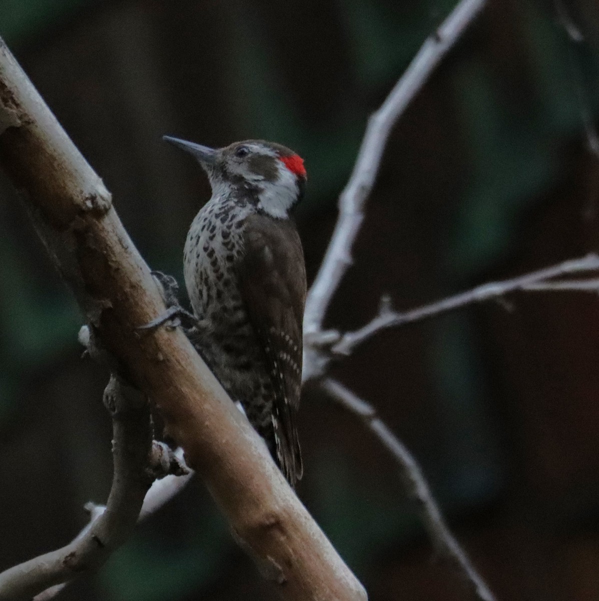 Arizona Woodpecker - ML621157705