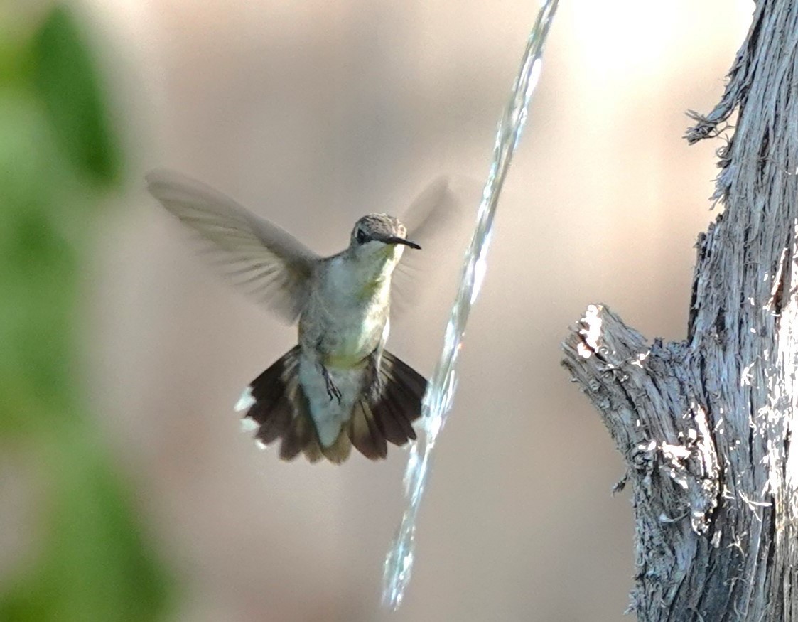 Black-chinned Hummingbird - ML621157708