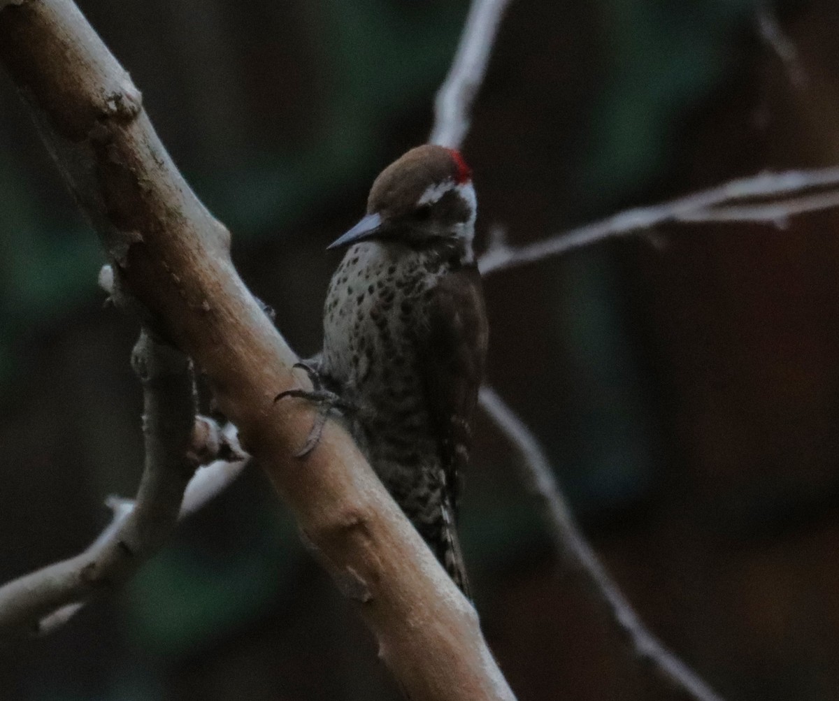 Arizona Woodpecker - ML621157720