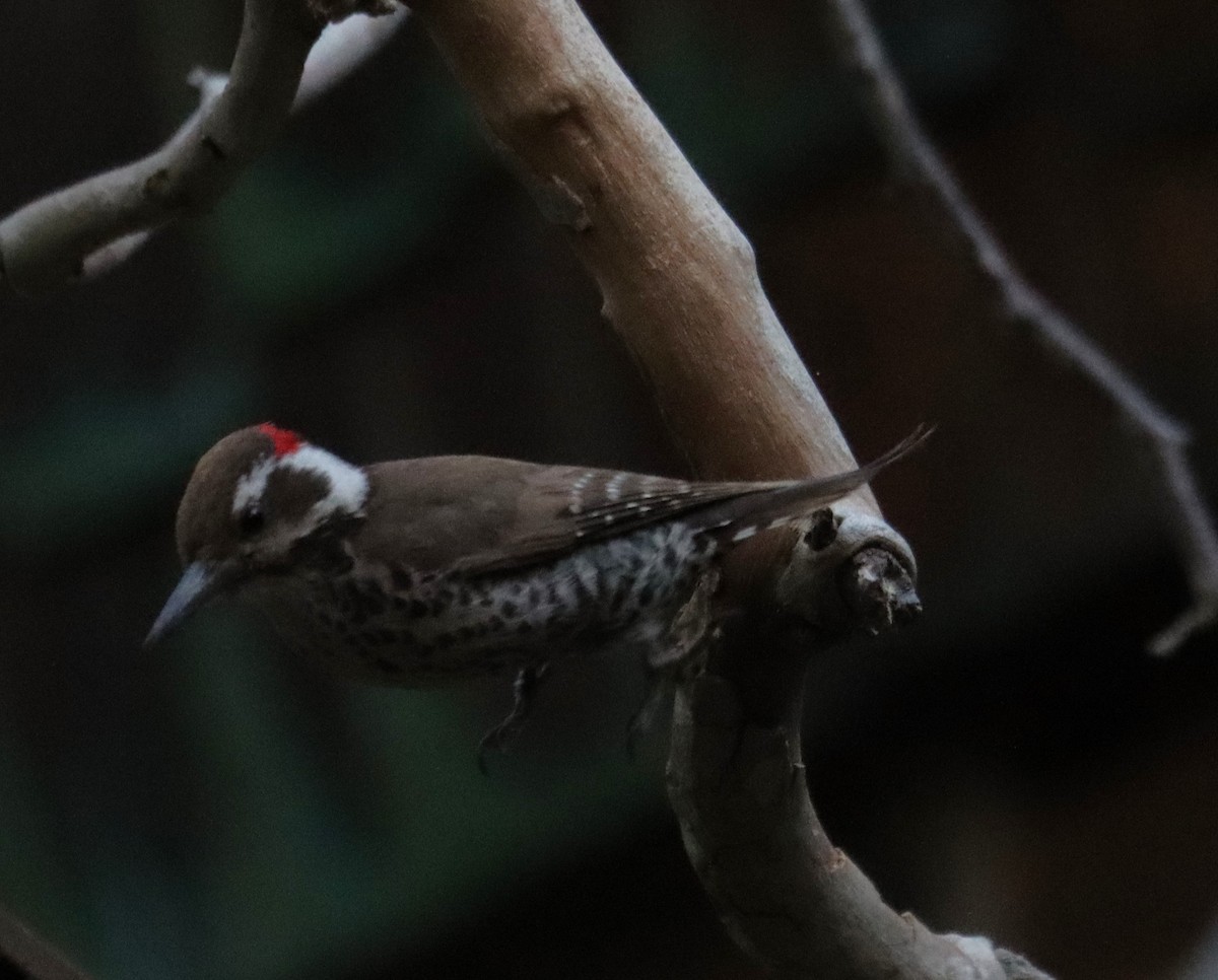 Arizona Woodpecker - ML621157721