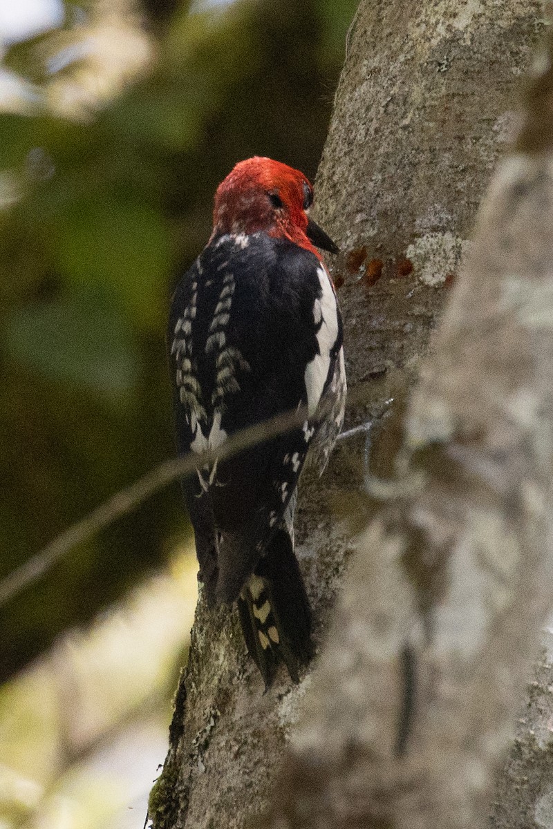 Red-breasted Sapsucker - ML621157727