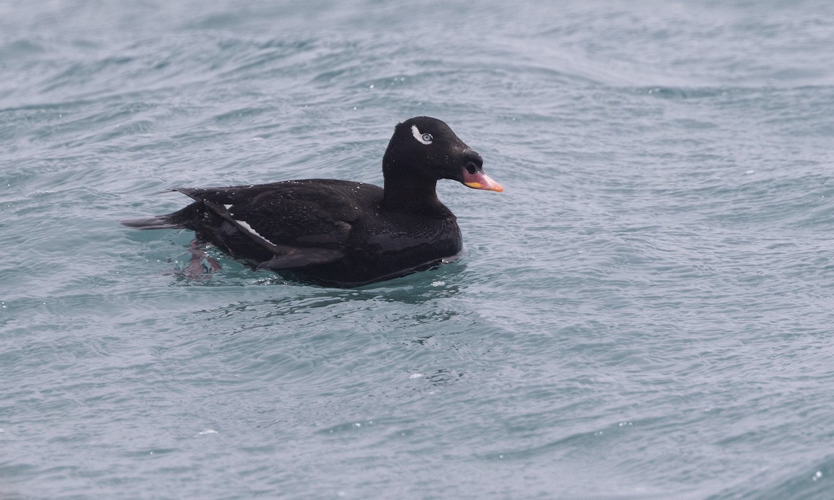 Stejneger's Scoter - ML621157729