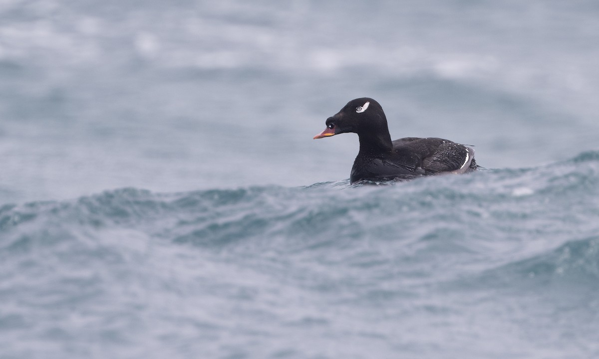 Stejneger's Scoter - ML621157730