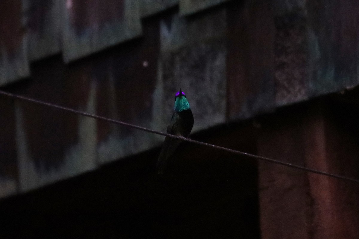 kolibřík skvostný - ML621157741