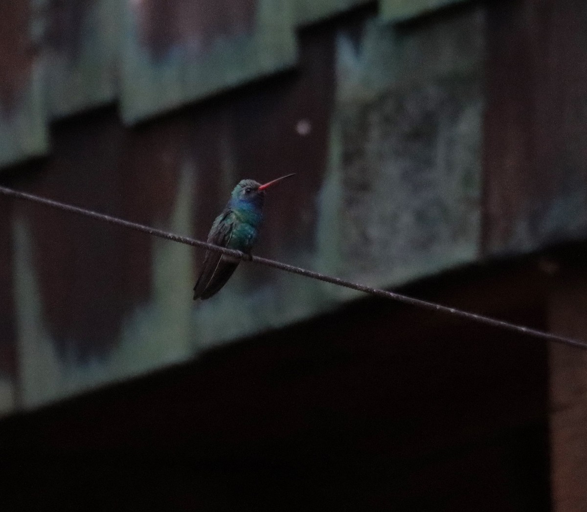 kolibřík širokozobý - ML621157742