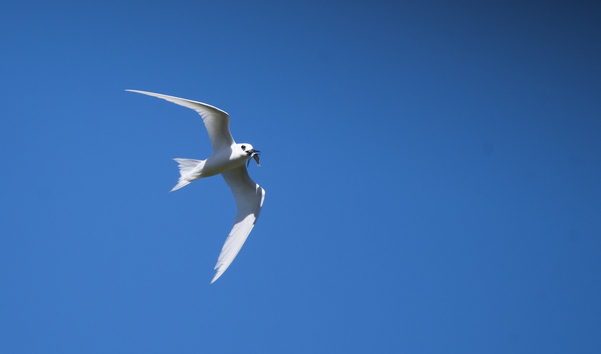 White Tern - ML621157744