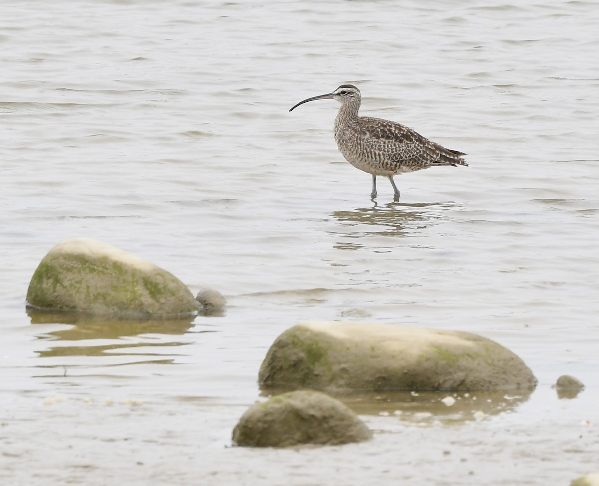 Whimbrel (Hudsonian) - ML621157748