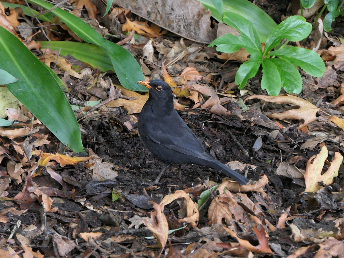 Eurasian Blackbird - ML621157754