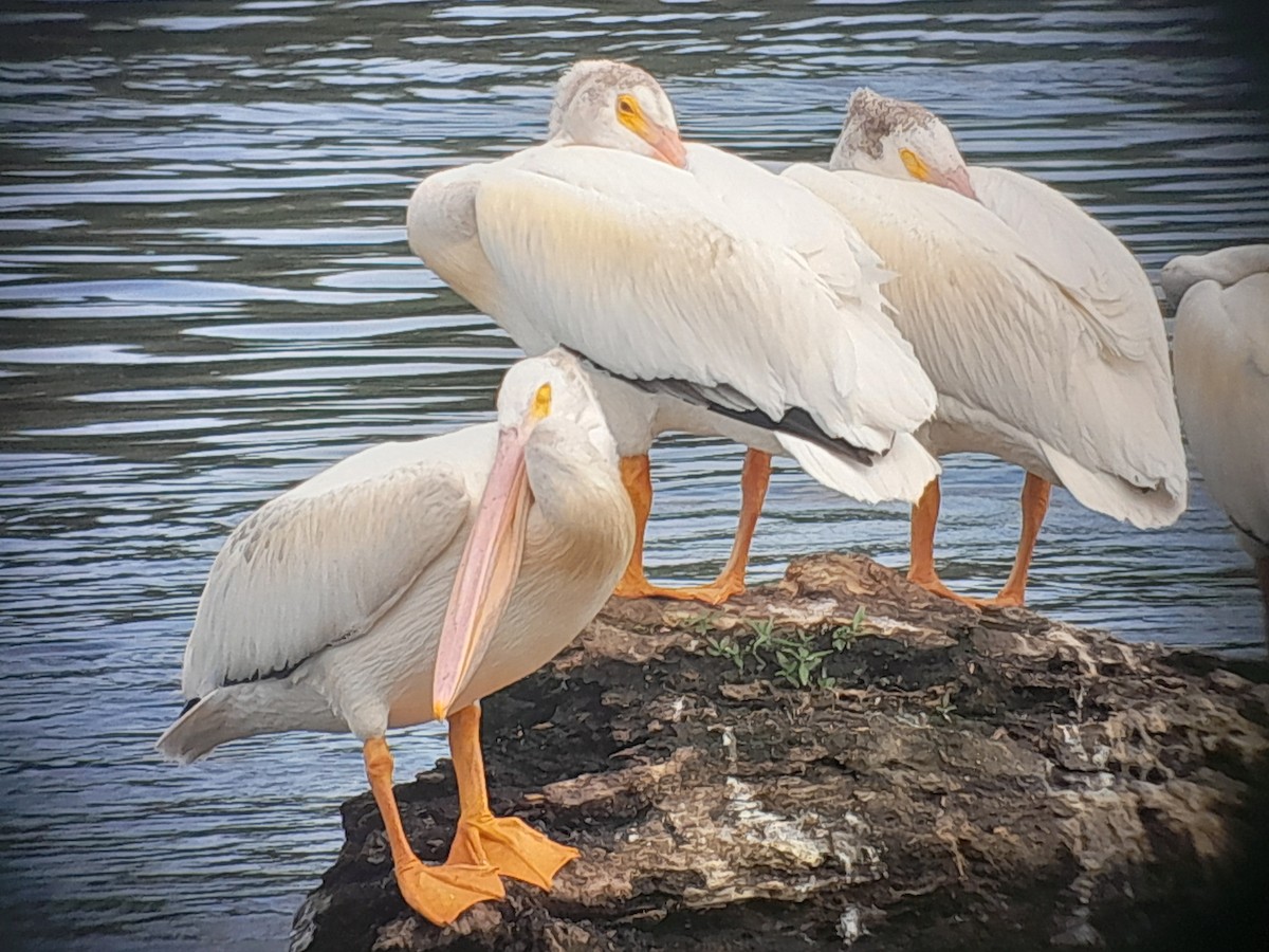 pelikán severoamerický - ML621157758