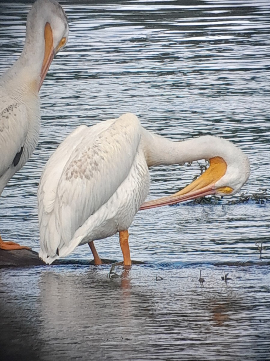pelikán severoamerický - ML621157759