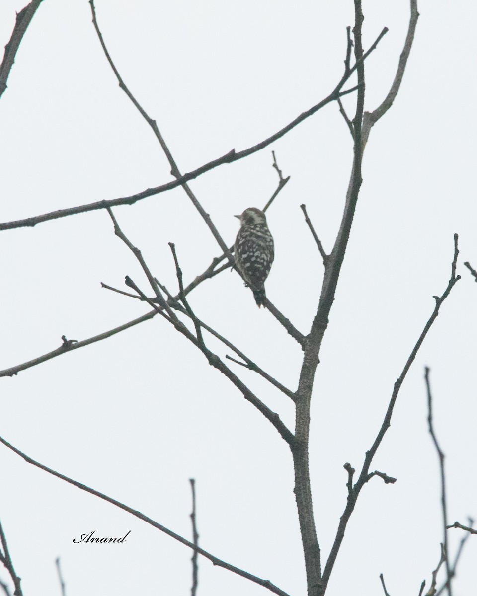 Brown-capped Pygmy Woodpecker - ML621157763
