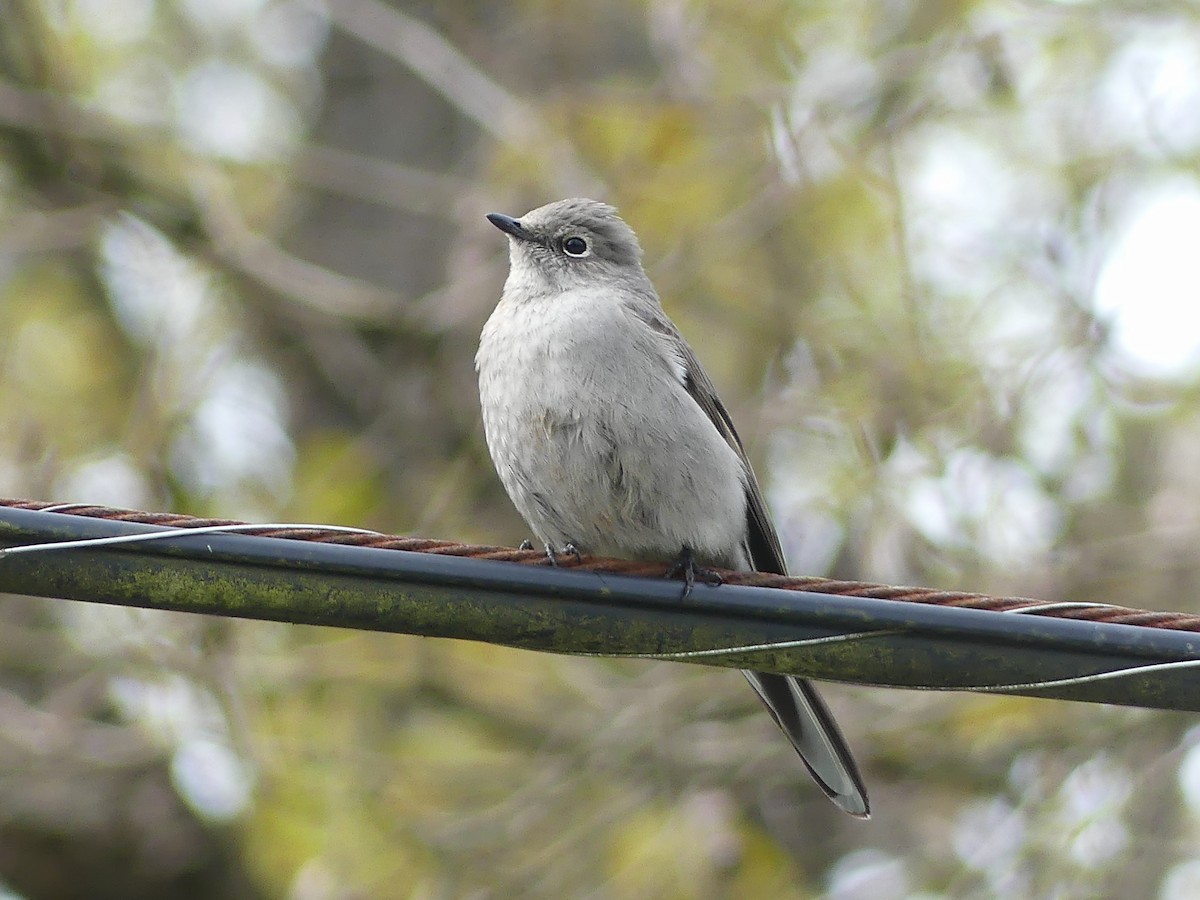 Townsend's Solitaire - ML621157766