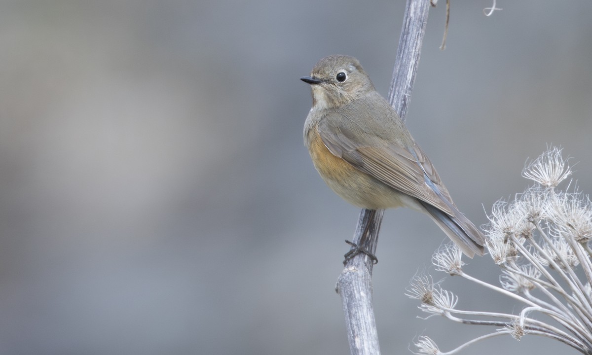 Red-flanked Bluetail - ML621157770