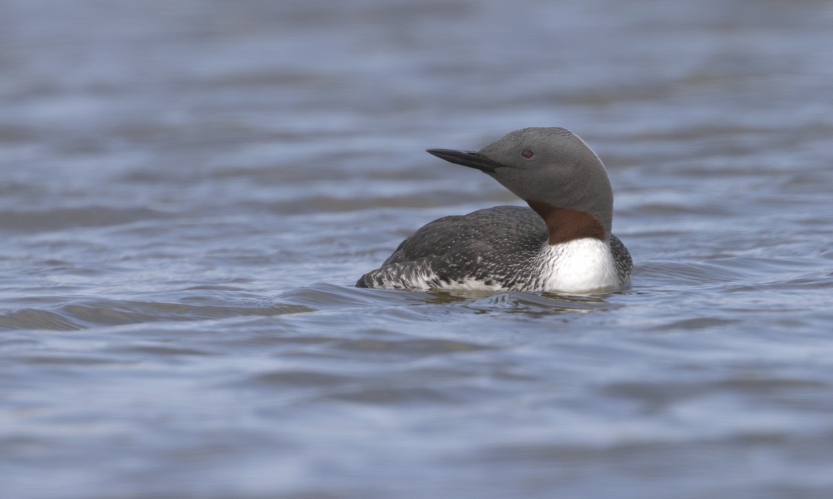 Red-throated Loon - ML621157773