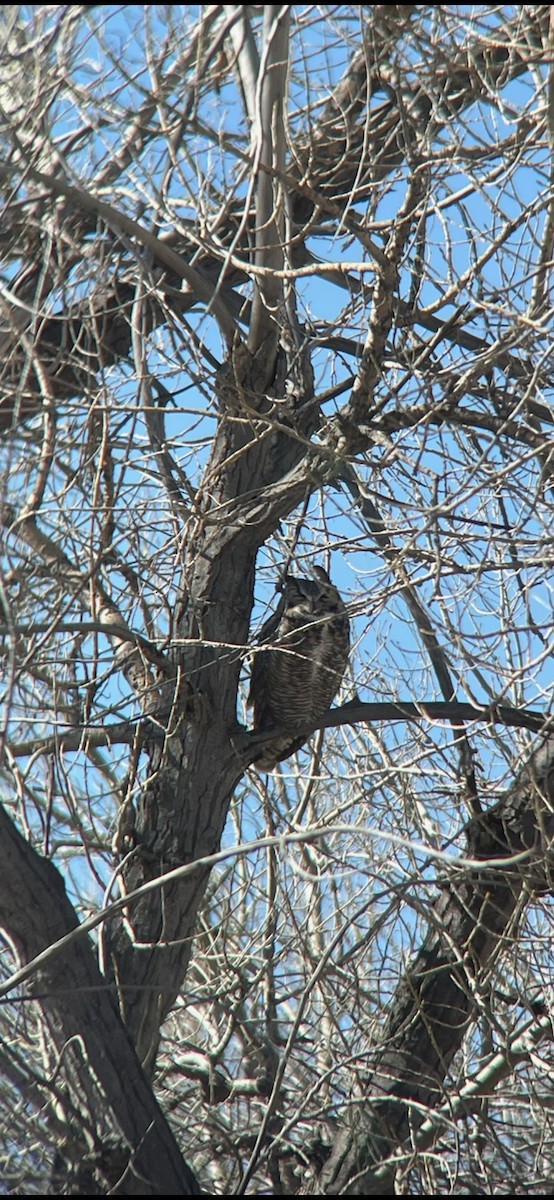 Great Horned Owl - ML621157782