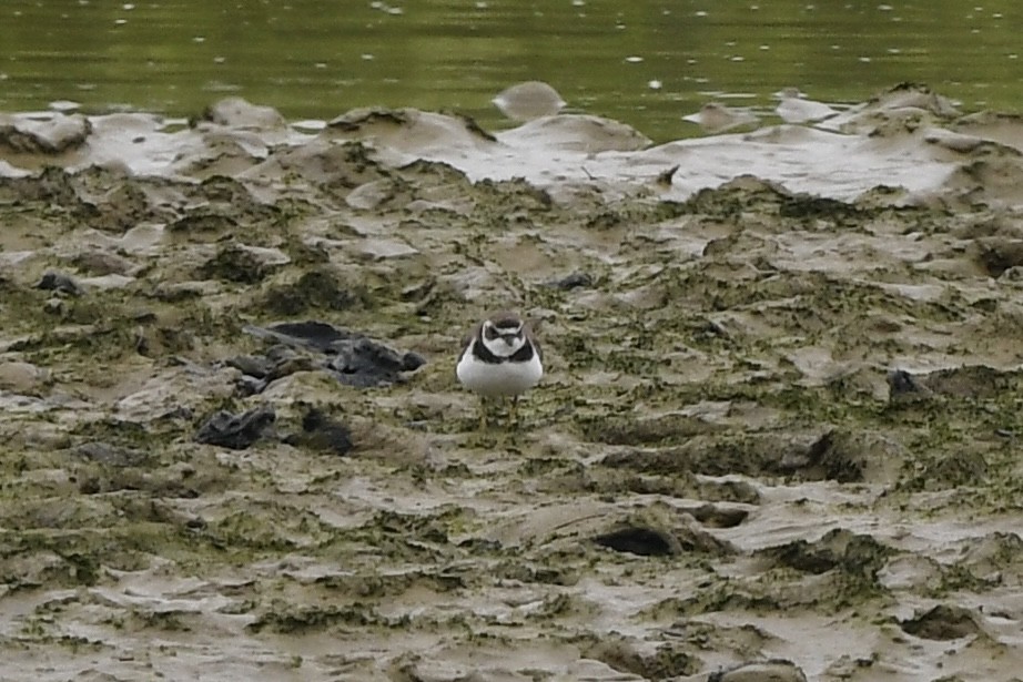 Semipalmated Plover - ML621157784