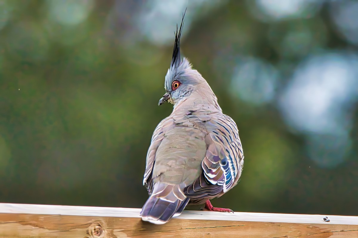 Crested Pigeon - ML621157793