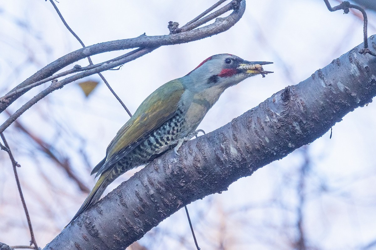 Japanese Woodpecker - ML621157799