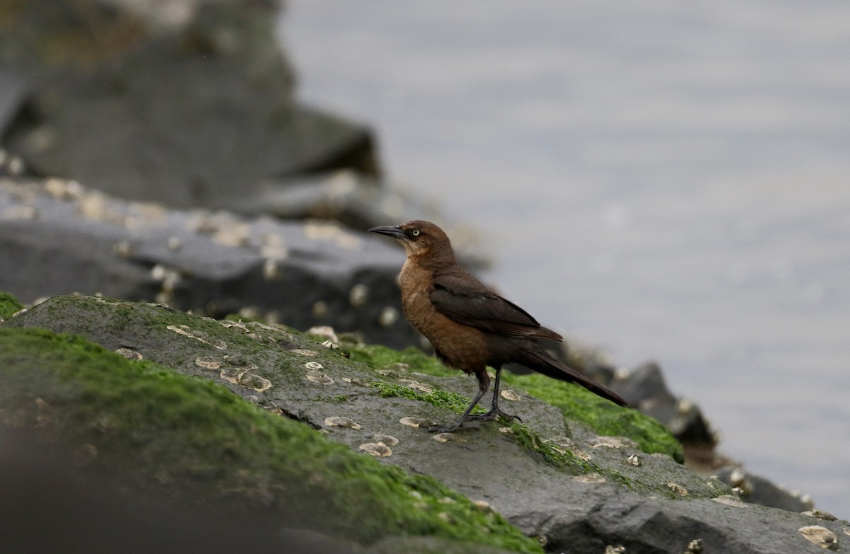 Boat-tailed Grackle (torreyi/alabamensis) - ML62115781