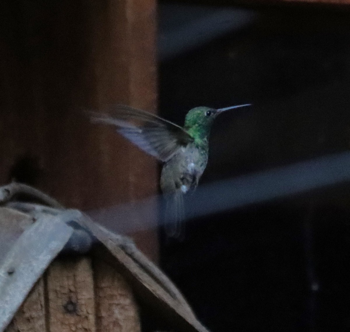 kolibřík mexický - ML621157823
