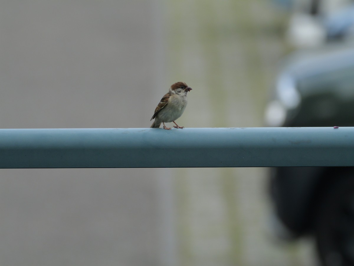 Eurasian Tree Sparrow - ML621157830